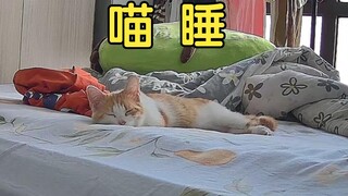 Mèo con tự ru mình ngủ, đáng yêu quá đi mất!