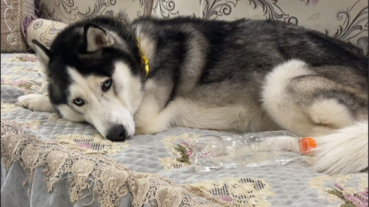 What drives a Husky to run away from home?