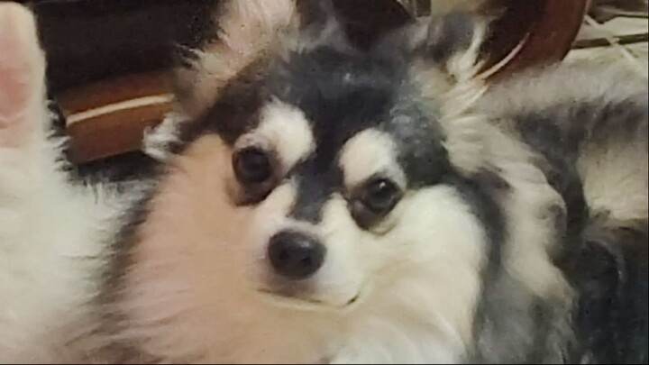 Miki the cute pappy