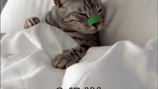 《哈基米的自律生活》