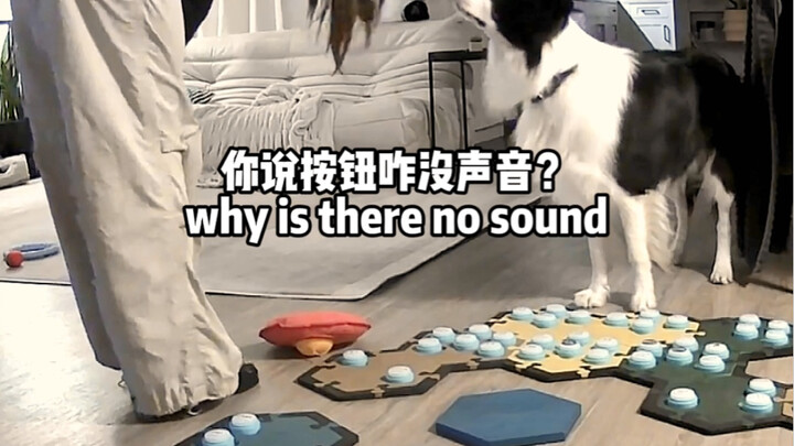 That little表情 when the puppy button doesn't make a sound, hahaha!