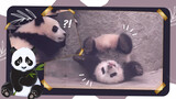 1 Menit Untuk Mengetahui Betapa Bodohnya Seekor Panda