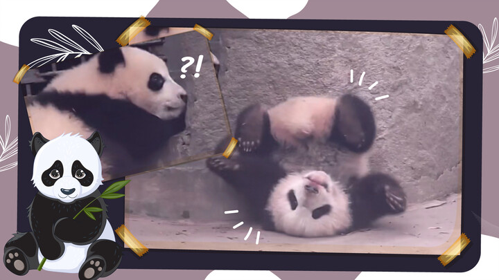One Minute Silly Moments of Panda