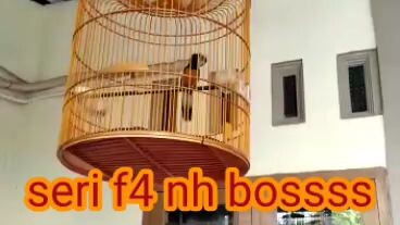 murai batu f4 gaya maculll