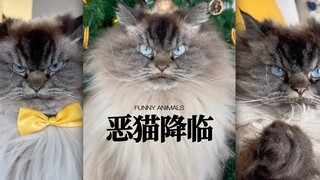 Kucing bernama Merlin ini menjadi populer karena wajahnya yang bau sejak lahir‼️