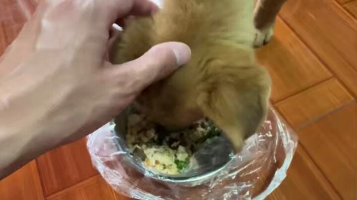 Puppy Food Guarding Correction: “One Punch Shatters the Food-Guarding Spirit—Dad, I’m One of the Fam