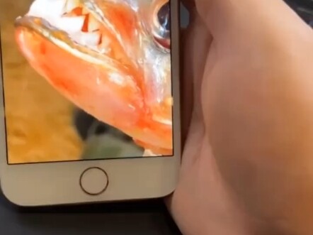 Xin vui lòng tuân thủ pháp luật và quy định địa phương; điều này là hợp pháp tại địa phương, xin đừn