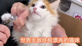 وجدتُ قطةً صغيرةً جميلةً جدًا في متجرٍ للحيوانات الأليفة. كانت تُربى في قفصٍ منذ صغرها. أخذتُها إلى 