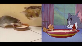 Hóa ra Tom và Jerry là phim tài liệu~