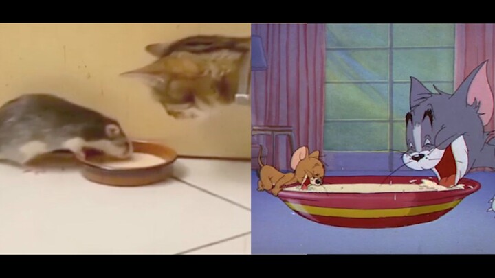 Kucing dan Tikus Ternyata adalah Film Dokumenter~