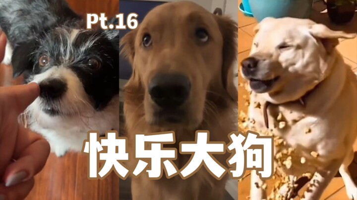 Happy Big Dog Compilation Pt. 16