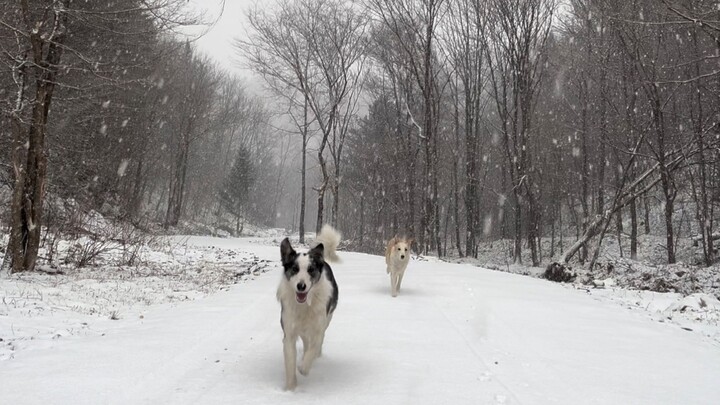 التحليق المنخفض لـ "مقعد السيارة"