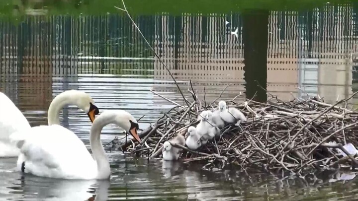 A swan couple teaches their little cygnet its first dip in the water—so cute it’s almost too much to