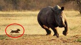 Size doesn't matter 😅Funny Animals That Will Brighten Your Day