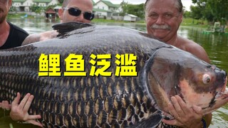 Cá chép châu Á đang tràn lan ở Hoa Kỳ. Chúng béo như lợn và không thể giết được. Tại sao không ăn ch