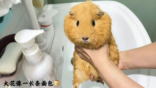 好 像 要 被 杀 了 的 猪