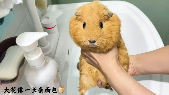 好 像 要 被 杀 了 的 猪