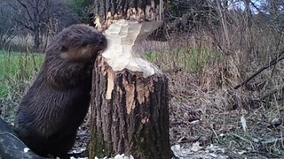 河狸：对呀，都是我干的，怎莫辣？