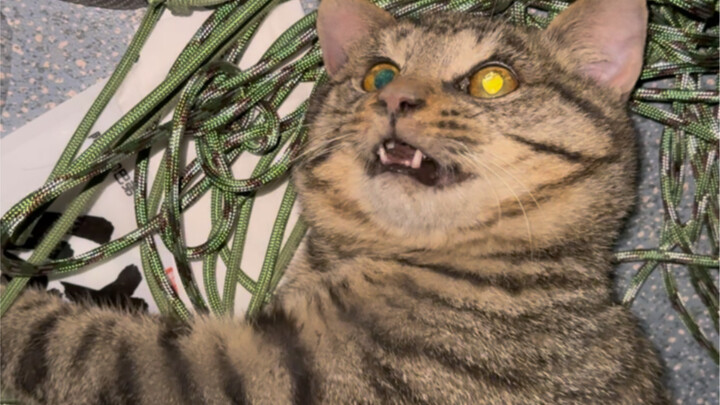 Mèo mướp nhỏ chui vào ống thông gió