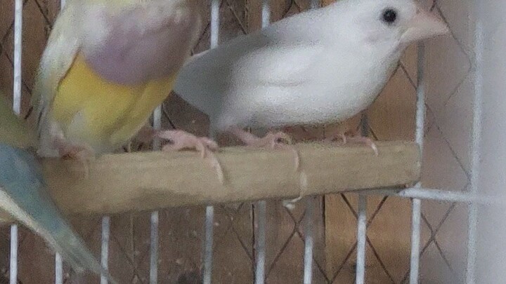 Finch Bird