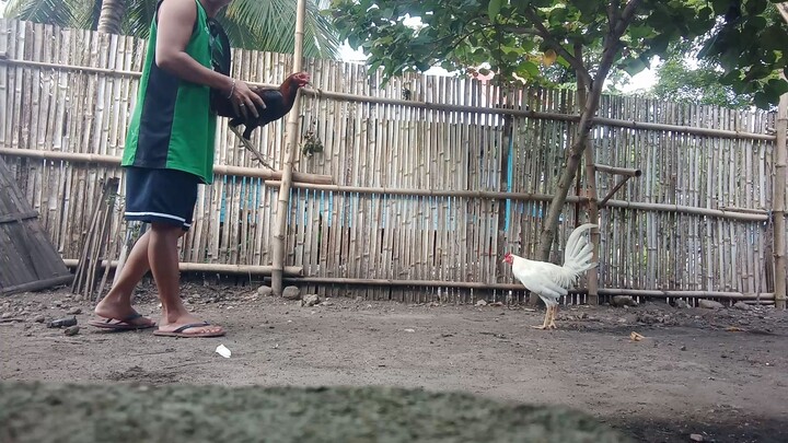 black & white spar unli feet