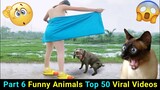 Funny Animals Top 50 Viral Videos Part 6, Funny Dogs Cats Pets And Animals Viral Videos