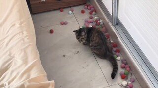 Cat: Human, aren’t you going to * with me?