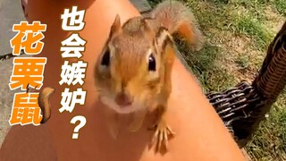 Do animals throw tantrums? A netizen's three-year friendship with a chipmunk named Charlie