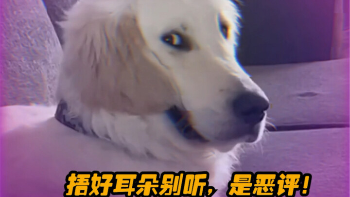 Anjing: Mana ada yang nggak gila kerja?