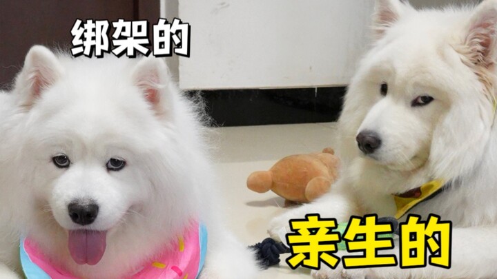 Will a puppy still recognize its mother when it grows up??