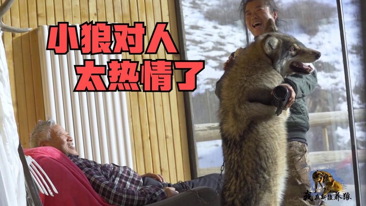 Chú sói được nuôi từ nhỏ có thái độ thế nào với con người? Ông lão nuôi sói về nhà dưỡng bệnh, chú s