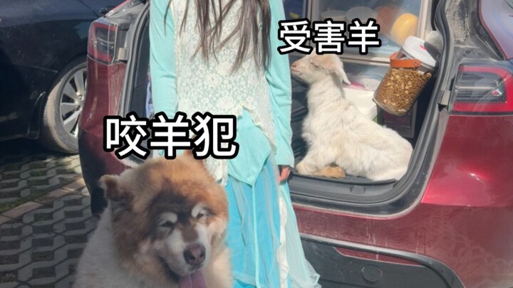 Pemberhentian pertama saat membawa anjing ke Xinjiang, terpaksa membeli seekor domba seharga 400 yua
