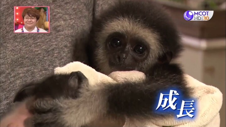 Shimura Zoo สวนสัตว์มหาสนุก #13