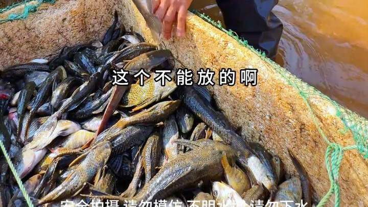 Cảnh giác! Triệt phá “người dọn dẹp”! Vừa loại bỏ loài ngoại lai xâm hại, vừa bảo vệ hệ sinh thái sô