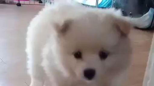 cute puppy
