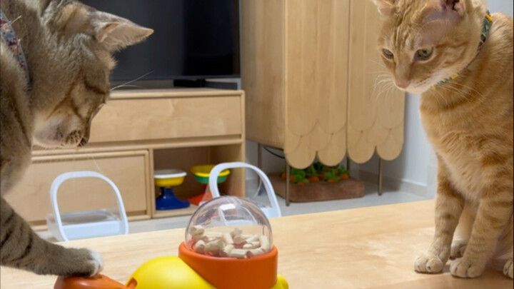 Bagaimana Dami dan Xiaomi Belajar Menggunakan Bola Makanan yang Bocor?