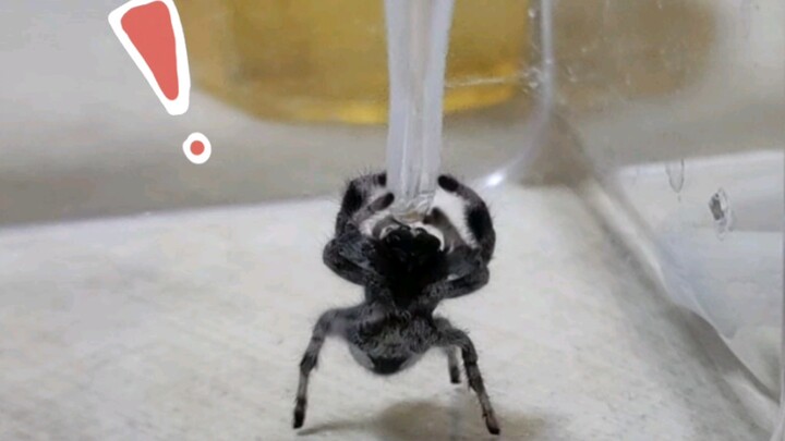 【يوميات الحيوانات】أرجوك اهبط بسرعة! أنا مجرد من يملأ الماء!