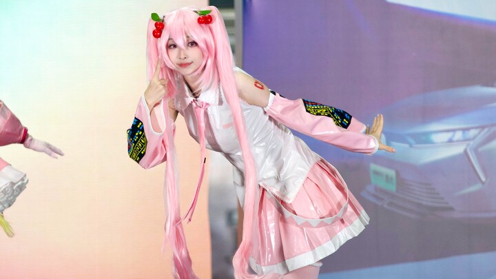 【Thiên Ca】Tác phẩm quán quân 🏆 Quân Luyến (phiên bản Sakura Miku)