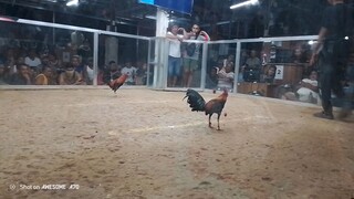 Duke Halsey cross Gull pangatlong laban.Loss