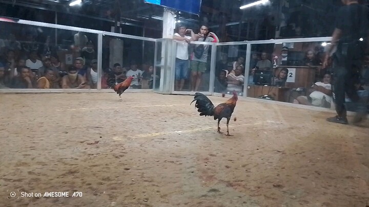 Duke Halsey cross Gull pangatlong laban.Loss