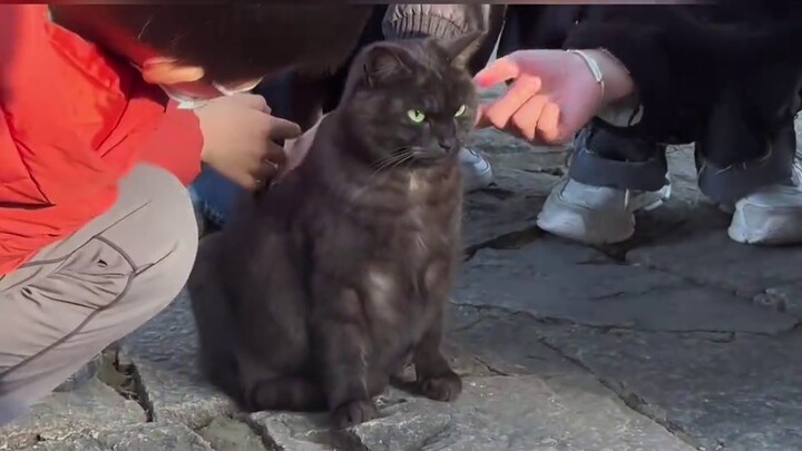 I prefer this kind of neurotic cat to the cute cats on the Internet!