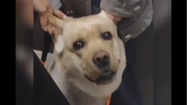 “Adegan ikonik anjing naik lift yang bikin heboh”