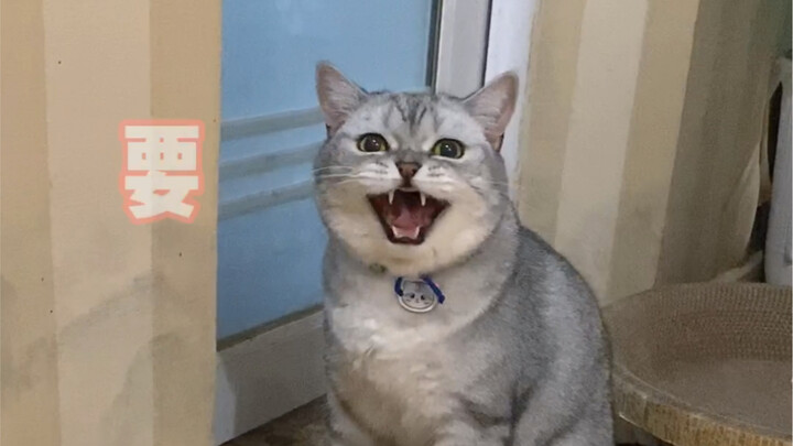 Joking that its mom doesn’t want it anymore, it actually looks a bit sad.