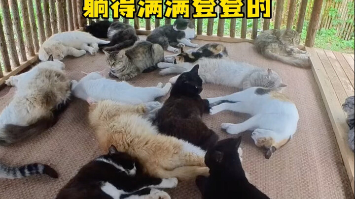Pada bulan paling banyak hujan, para kucing tertidur sambil mendengarkan derai hujan yang riuh