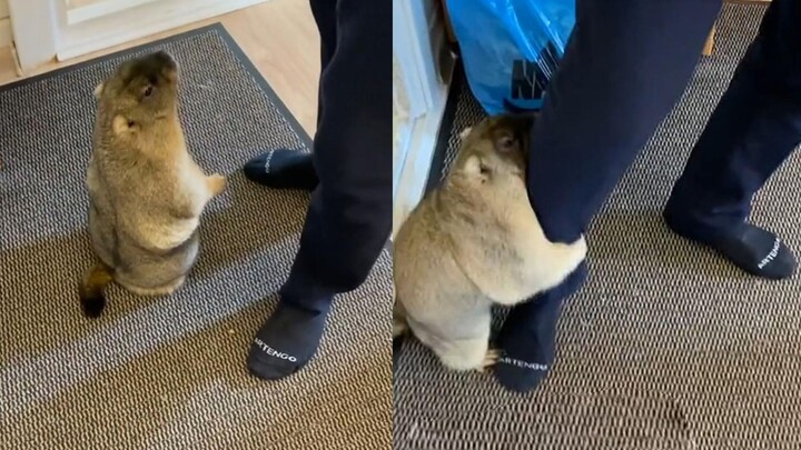 被土拨鼠抱大腿是一种什么感受！你想来体验一下吗？