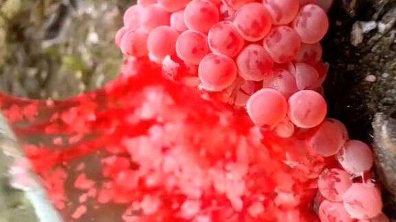 Meremas siput mutiara