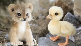 Cutest baby animals Videos Compilation Cute moment of the Animals - Cutest Animals #51