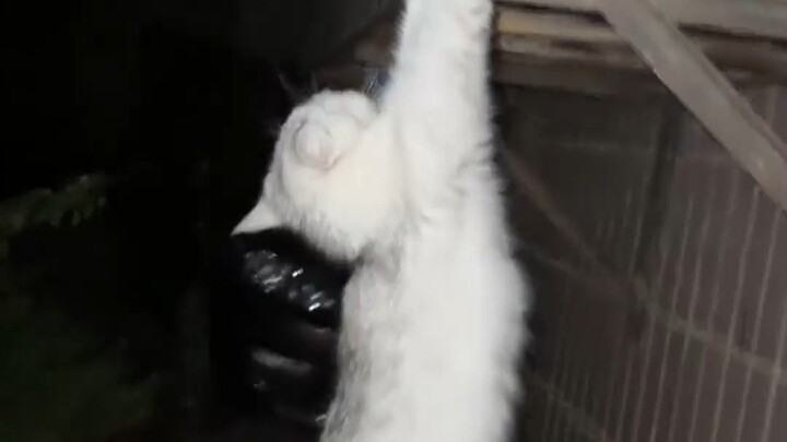 في منتصف الليل، يصرّ الهرير الصغير على الخروج للعب، لكنه لا يلبث دقائق حتى يرغب في العودة إلى المنزل