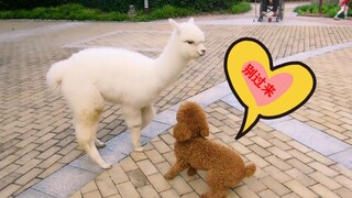 Sejak terakhir kali alpaka menendang terbang, sejak itu Teddy di kompleks perumahan jadi trauma seti