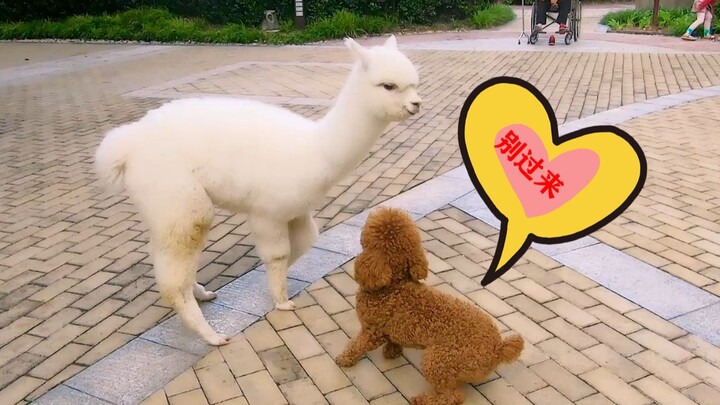 自从上次羊驼一脚踢飞，以后小区里的泰迪看见羊驼都有阴影了